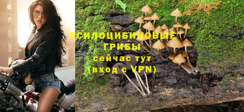 Галлюциногенные грибы Cubensis  наркотики  Баймак 